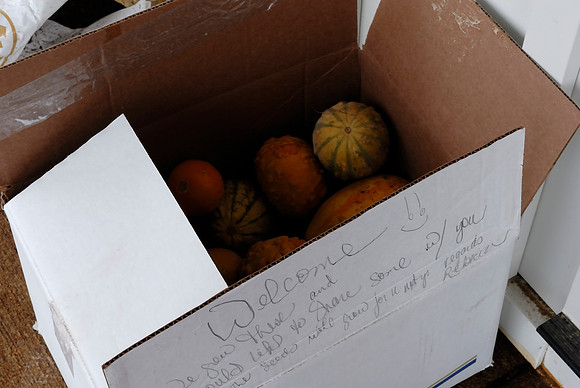 Some nice neighbor left us a box of gourds!