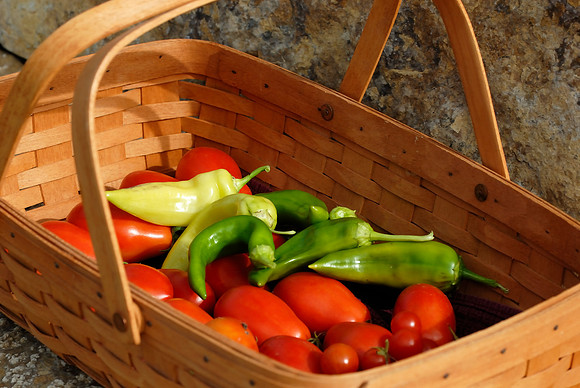 Harvest time at Vitt Hus