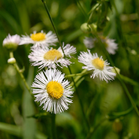Erigeron philadelphicus - Daisy Fleabane