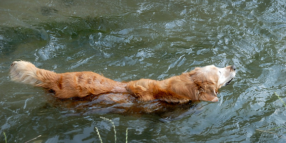 Best end to a hot day - a quick swim in the creek!
