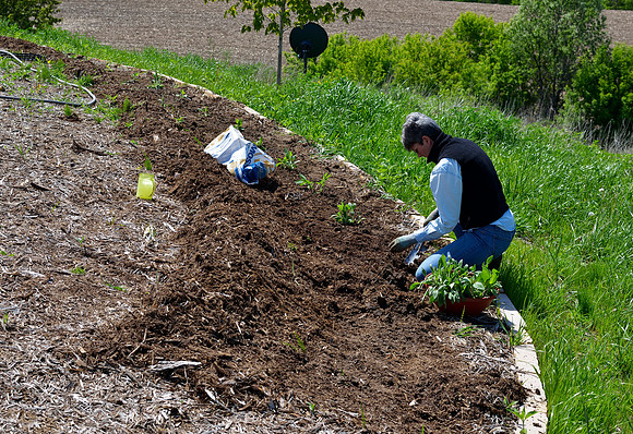 Jennifer planted 110 new native perennials this weekend - Rudbeckia in process