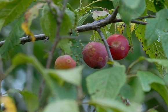 Wild plums