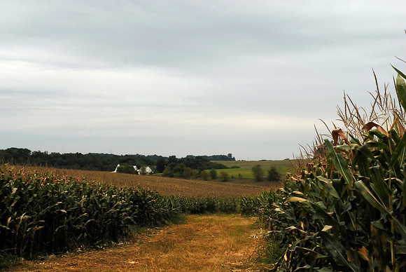 Corn is starting to dry
