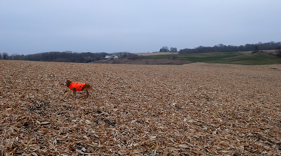 Otto in the corn field