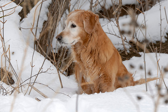 Otto taking a break from snowshoeing