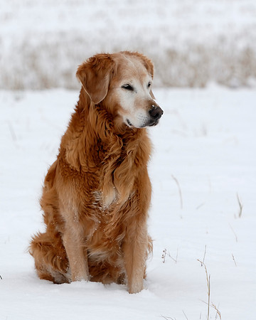 Otto in his snow