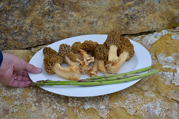 Saturday morning yard yield - Morels and wild asparagus