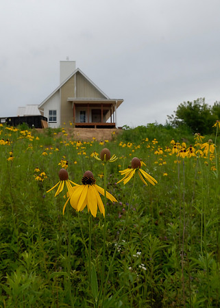 Gray-headed coneflowers (Ratibida pinnata)